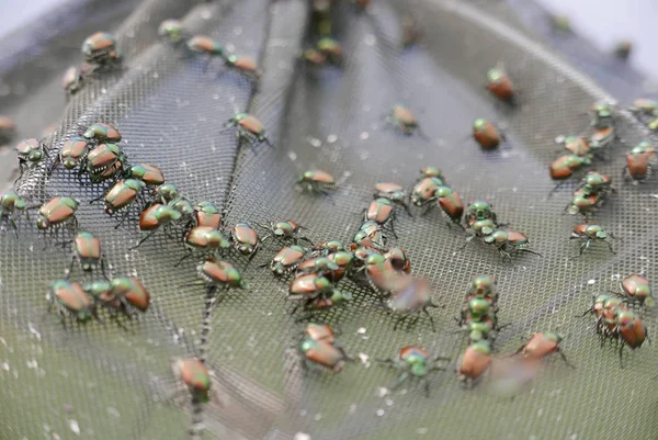 Böcek tuzak Popilia Japonica — Stok fotoğraf