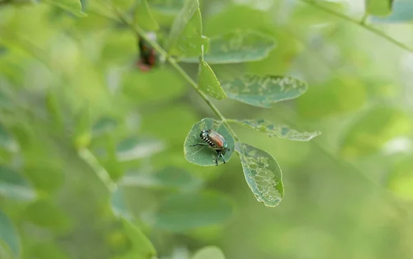 Único Popilia Japonica em uma folha — Fotografia de Stock