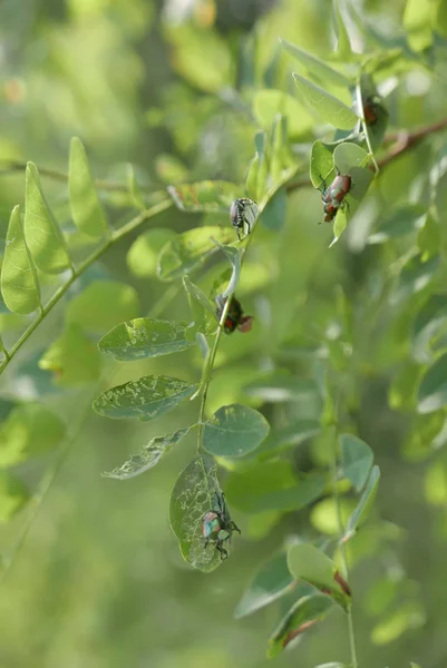 Popilia japonica parning på ett träd — Stockfoto