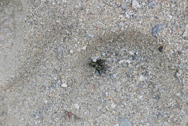 Döda Popilia Country japonica i sanden — Stockfoto