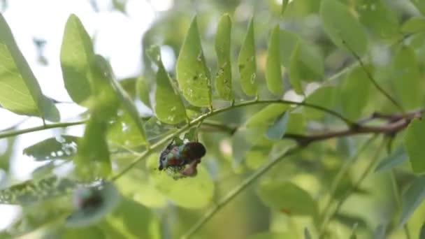 昆虫の侵入 ポピリアジャポニカやヒッチハイカー 日本のカブトムシ — ストック動画