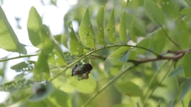 Plaga Insectos Popillia Japonica Autoestopista Escarabajo Japonés — Vídeo de stock