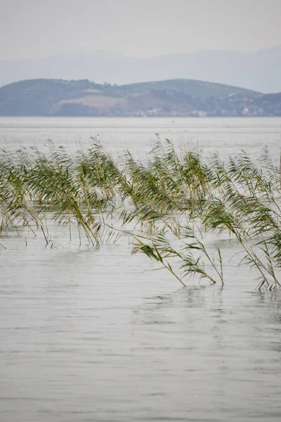 Wild grass in the lake — Stock Photo, Image