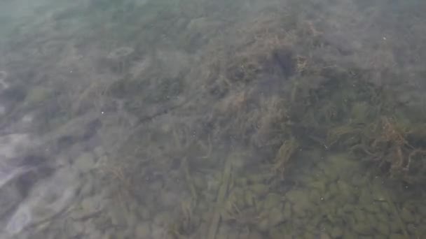 Macedónia Norte Água Transparente Lago Ohrid — Vídeo de Stock