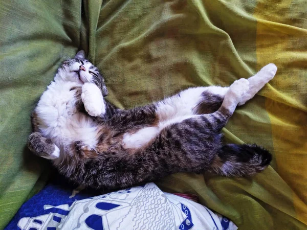 Кошка Делает Странные Позы Сне — стоковое фото
