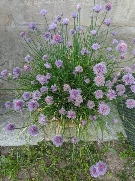 Pažitka Nebo Allium Schoenoprasum Rostlina Jedlými Listy Květy — Stock fotografie