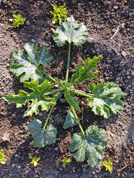 Zucchinipflanze Cucurbita Pepo Mit Grünen Früchten Die Garten Wachsen — Stockfoto