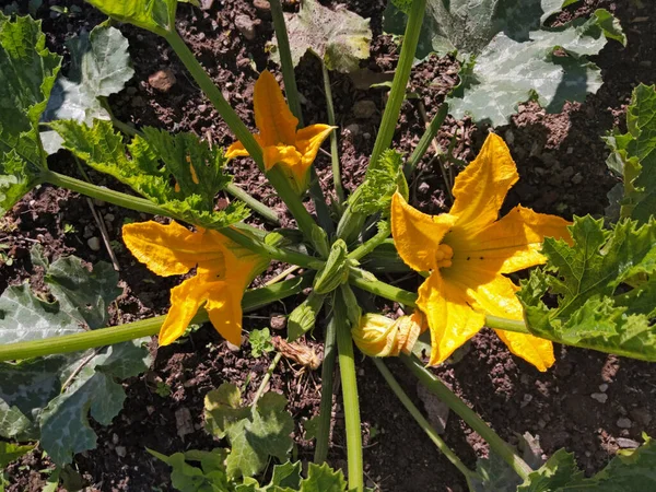 Cuketa Rostlina Cucurbita Pepo Květinami Rostoucími Zahradě — Stock fotografie