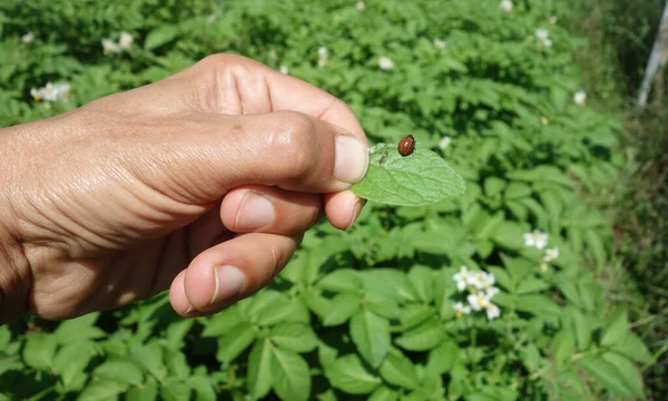 Colorado Pupa Escarabajo Patata Sobre Fondo Campo Patata —  Fotos de Stock