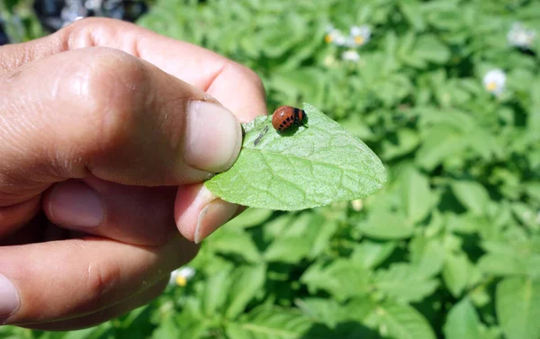 Scarabeo Della Patata Del Colorado Leptinotarsa Decemlineata — Foto Stock