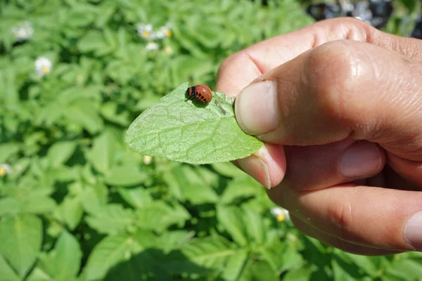 Escarabajo Patata Colorado Pupa Leptinotarsa Decemlineata —  Fotos de Stock