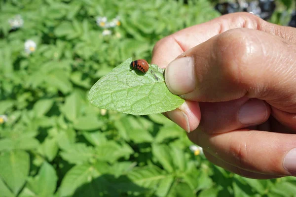 科罗拉多马铃薯甲虫蛹 Leptinotarsa Decemlineata — 图库照片