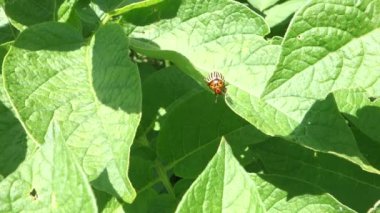 Colorado patates böceği (Leptinotarsa decemlineata)