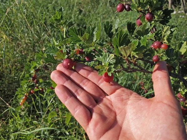 Plocka Mogna Krusbär Frukter Trädgården — Stockfoto