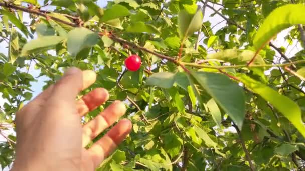 Μαζεύοντας Χαρούμενα Φρούτα Στον Κήπο — Αρχείο Βίντεο
