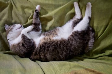 Kedi uykusu, Avrupa kedisi kanepede