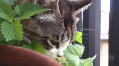 Kedi saksıdaki bitkiye deli oluyor.