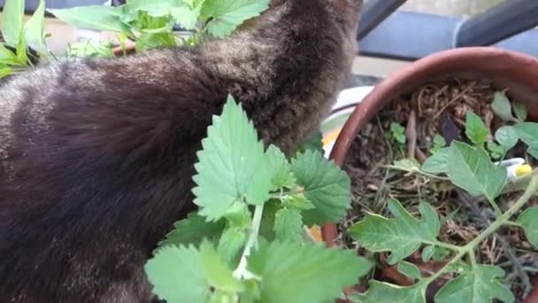 Katze Verrückt Nach Pflanze Topf — Stockvideo