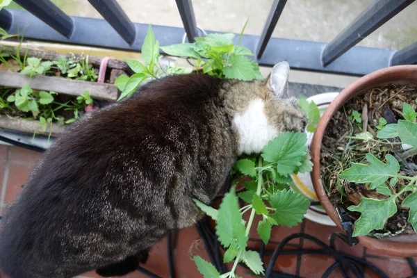 cat get crazy about Nepeta Cataria blossoming plant on a balcony