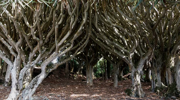 Tropikal Bir Adada Dracaena Dracaco Dalları Bükülmüş — Stok fotoğraf