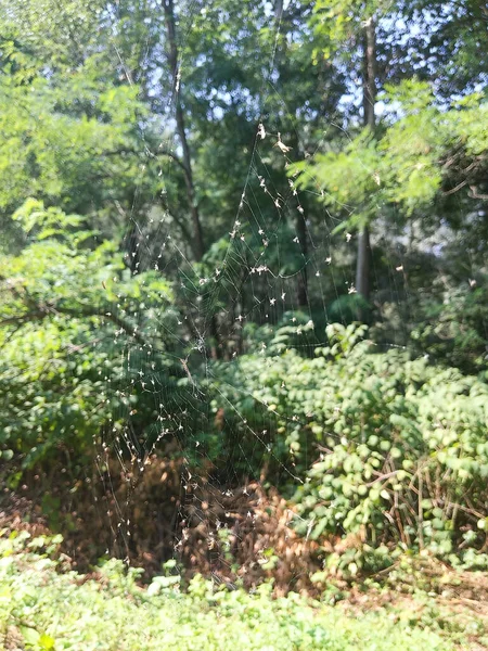 Trapped Flies Spider Web Forest — Stock Photo, Image