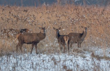 Kızıl geyik kış Hollanda