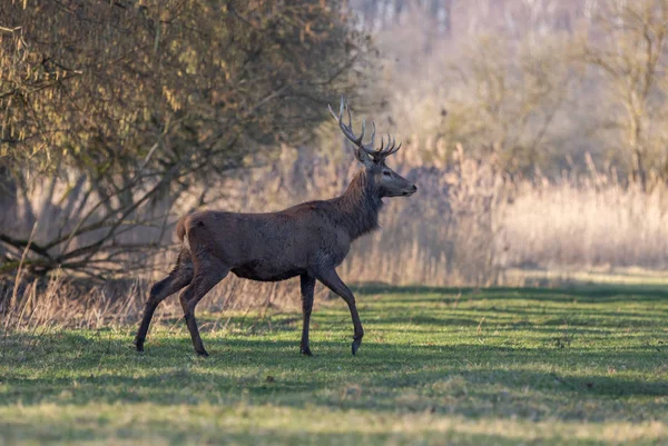 Edelhert Winter Nederland Rechtenvrije Stockfoto's