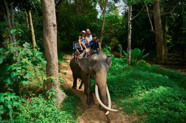 koh samui Tayland Tayland ormanlarında fil sürme çift
