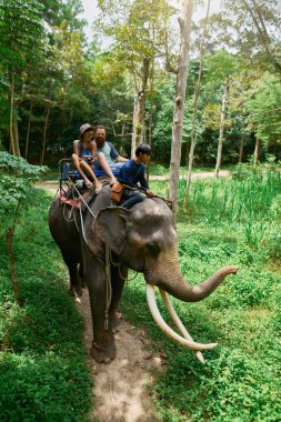koh samui Tayland Tayland ormanlarında fil sürme çift