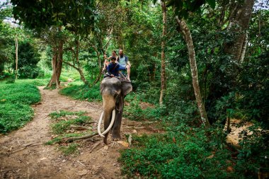 koh samui Tayland Tayland ormanlarında fil sürme çift