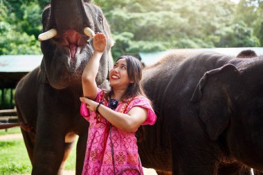 Tayland 'da bebek ve anne fillerle eğlenen dişi Tayland turisti.
