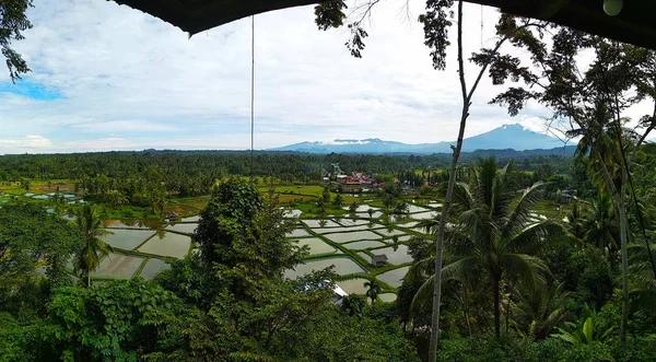 Reisfeld Bei West Sumatera Indonesien — Stockfoto