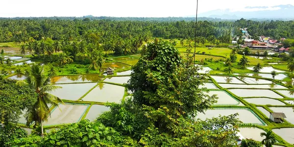 Rijstvelden West Sumatra Indonesië — Stockfoto