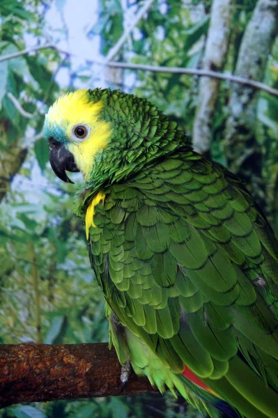 blue-fronted amazon - parrot long-liver with excellent abilities to training of the human speech