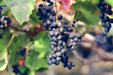 Sarmaşıkta olgun kırmızı şarap üzümlerinin yakın çekimi.