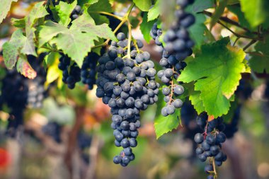 Sarmaşıkta olgun kırmızı şarap üzümlerinin yakın çekimi.