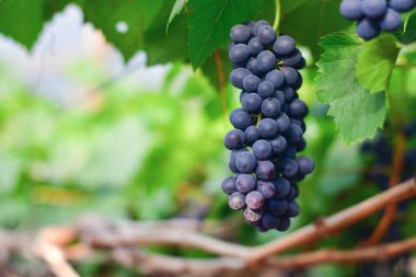 Sarmaşıkta olgun kırmızı şarap üzümlerinin yakın çekimi.