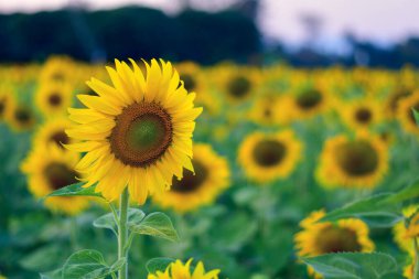 Çiçek açan ayçiçeği tarlası