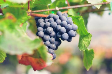 Sarmaşıkta olgun kırmızı şarap üzümlerinin yakın çekimi.