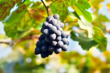 Sarmaşıkta olgun kırmızı şarap üzümlerinin yakın çekimi.