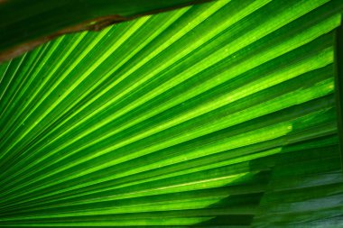 Palm doku gölge ile bırakır.