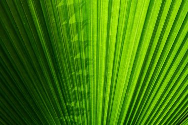 Palm doku gölge ile bırakır.