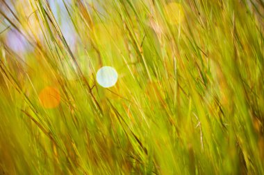 Yeşil çimenler bulanık arkaplan. Yumuşak Odaklanma. Soyut Doğa Arkaplanı