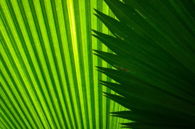 Palmiye yaprağı dokusu arkaplanı kapat