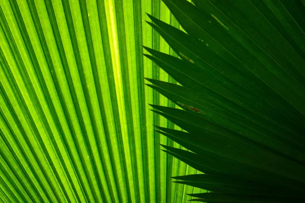 Palm Leaf Textúra Háttér Közelről — Stock Fotó