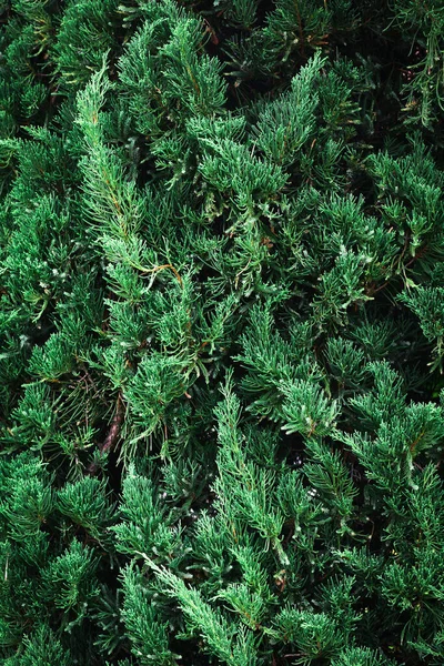 Зеленые Листья Фона — стоковое фото