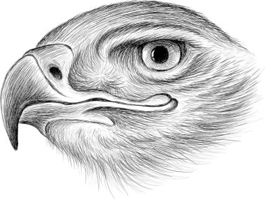 Vector logo eagle for tattoo or T-shirt design or outwear. Hunting style eagle background. 