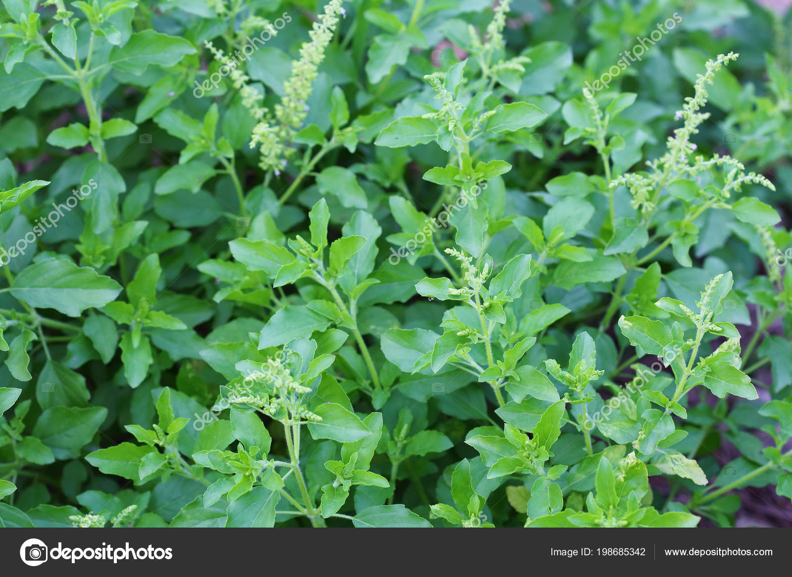 holy basil svenska holy basil svenska
