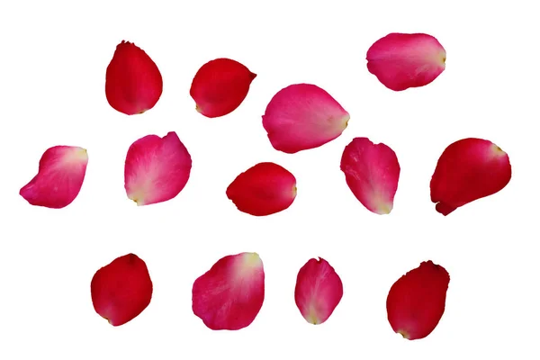 Stelletje Bloemblaadjes Roze Rozen Geïsoleerd Witte Achtergrond Clipping Pad Afbeelding — Stockfoto