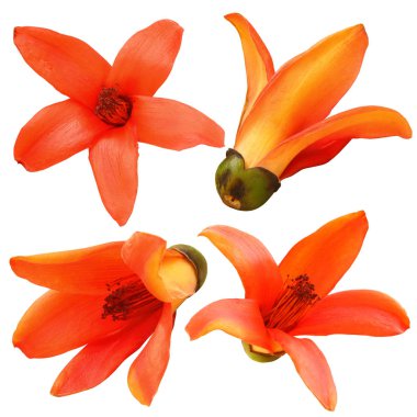 Pamuk ağacı, Kapok ağaç, kırmızı pamuk ağacı, ipek pamuk, Shving fırça izole kırpma yolu.